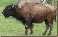 buffalo3