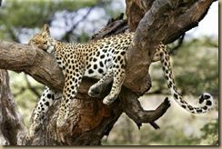 tired1
