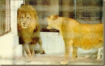 lions marriage