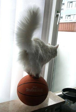 [cat_balancing_act[2].jpg]