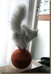 cat_balancing_act