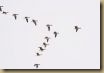 582753_geese_in_flight