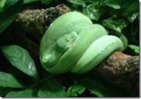 snake snake