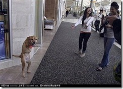 fdog3 fdog3