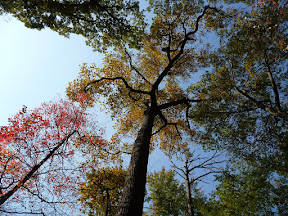 Glimpses of Mt Vernon Estate