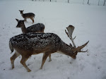 http://lh5.ggpht.com/_Vkwoux6RVCU/SSsQbFZVk8I/AAAAAAAAHwI/HD7TWalHfMg/a%20Halconreux%20040.jpg