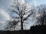 http://lh5.ggpht.com/_Vkwoux6RVCU/ScckE1ICfxI/AAAAAAAAJrs/MQtyx3GPM7M/P1020655.JPG