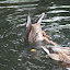 Tierpark Berlin am 23. August 2007 &ndash; 