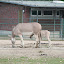 Tierpark Berlin am 23. August 2007 &ndash; 