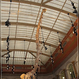 Museum f�r Naturkunde Berlin