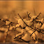 – Winter – Winter