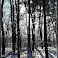 winterlicher Grunewald &ndash; 