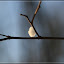 winterlicher Grunewald – winterlicher Grunewald –