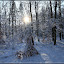 winterlicher Grunewald &ndash; Wintersonne