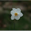 – Blümchen – Blümchen