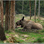 Schweden 2010 - Reise in die Vergangenheit und Elchpark &ndash; Elchpark Laganland