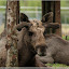 Schweden 2010 - Reise in die Vergangenheit und Elchpark &ndash; Elchpark Laganland - kleines Geweih