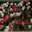 Schweden 2010 - Malmö und Trelleborg &ndash; Malmö - Tulpen
