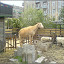 am Mauerpark – Jugendfarm Moritzhof - Ziegen und Schafe am Mauerpark – Jugendfarm Moritzhof - Ziegen und Schafe