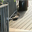 – Katze in der Sonne – Katze in der Sonne