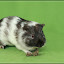 Meerschwein-Shooting – Maggie Meerschwein-Shooting – Maggie