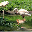  &ndash; Flamingo