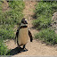 – Pinguin – Pinguin