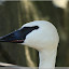  &ndash; Trompeterschwan