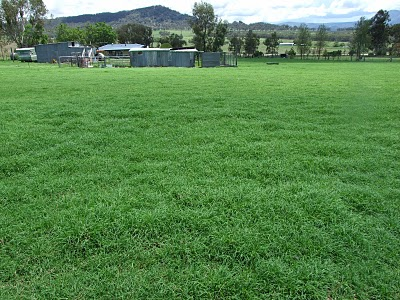 [grass after rain near tamworth[2].png]