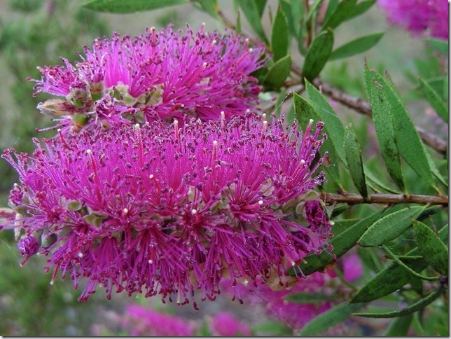 20081104-06-25-08-callistemon-bottlebrush-flower