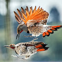Northern Flicker