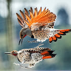 Northern Flicker