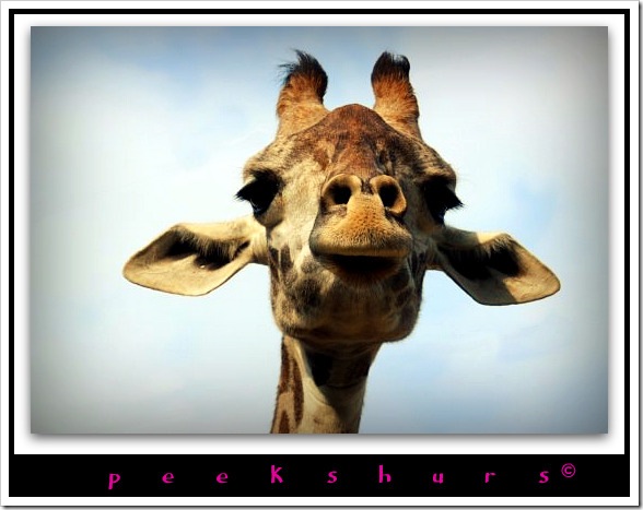 Giraffes Are Always Cute