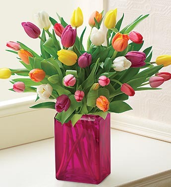 [2011.05.06 - Tulips[2].jpg]