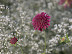 Display Gardens July 2 2010