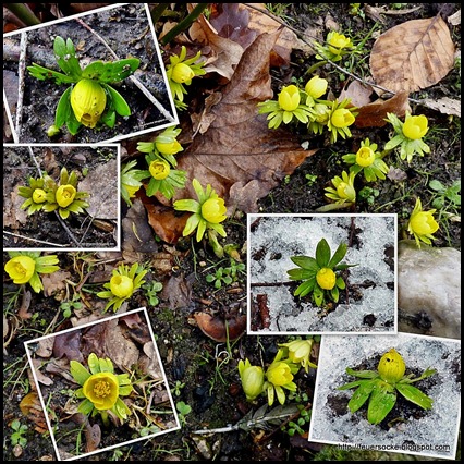 Winterlinge
