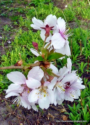 P1020377