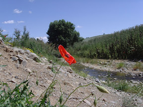 Agriturismo Serratone, Bed and breakfast, un indimenticabile soggiorno lastminute in appartamento con piscina e aria condizionata  al mare tra le colline della maremma toscana per te e la tua famiglia