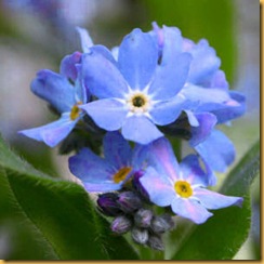 forget_me_not2 forget_me_not2