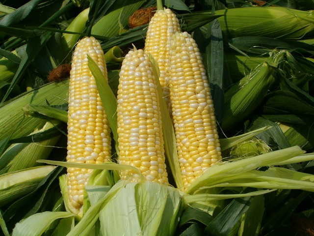 [Sweet Corn[4].jpg]
