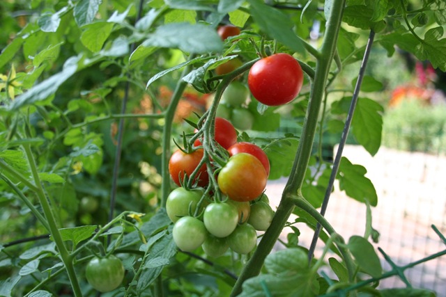 [vegetable_garden_tomato[5].jpg]