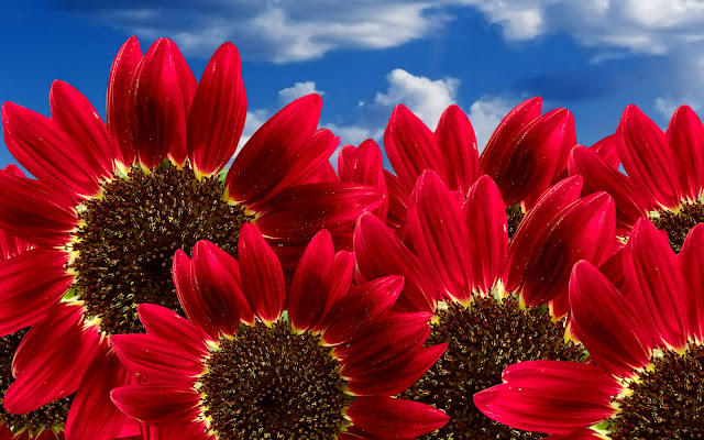 Sunflowers Wallpapers 1920 X 1200 Sunflowers Wallpapers 1920 X 1200