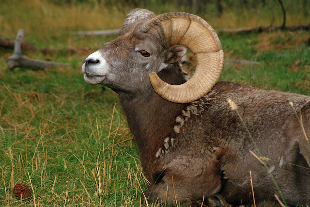 Wild Animals Wallpapers 1600×1067 Wild Animals Wallpapers 1600×1067