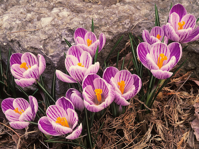 20 Flowers Wallpapers 1600 X 1200 20 Flowers Wallpapers 1600 X 1200