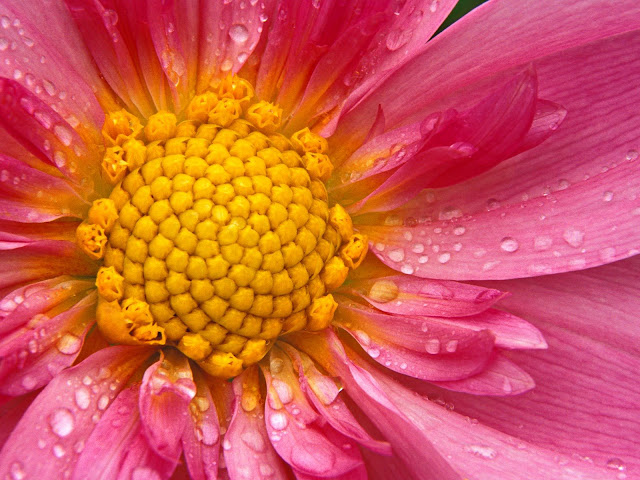 20 Flowers Wallpapers 1600 X 1200 20 Flowers Wallpapers 1600 X 1200