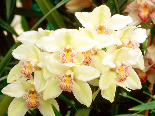 20 Flowers Wallpapers 1600 X 1200 20 Flowers Wallpapers 1600 X 1200