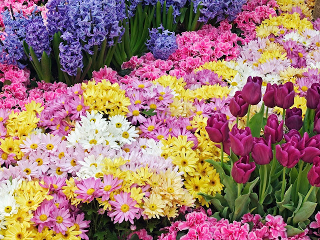 20 Flowers Wallpapers 1600 X 1200 20 Flowers Wallpapers 1600 X 1200
