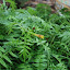 Polemonium