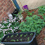 after's Little back door garden