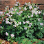 Geranium - From Nan